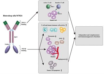 Therapeutic targeting of VEGF and/or TGF-β to enhance anti-PD-(L)1 therapy: The evidence from clinical trials